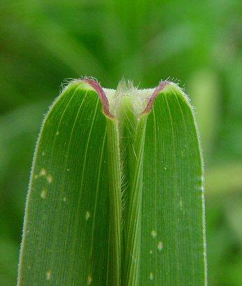 Zöld muhar - Setaria viridis T 4 Család: Pázsitfűfélék Gramineae (Poaceae) Zöld muhar