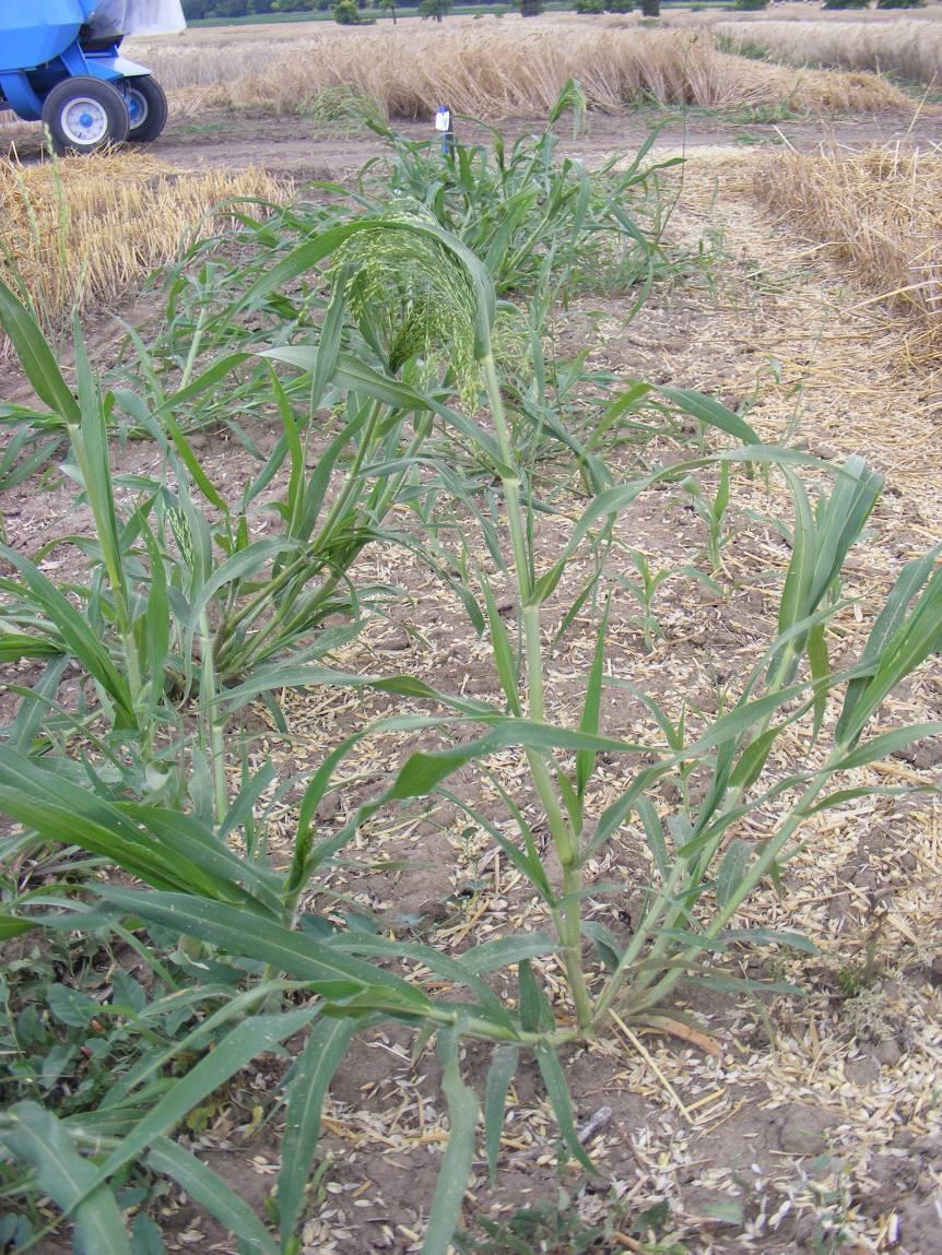 Termesztett köles - Panicum