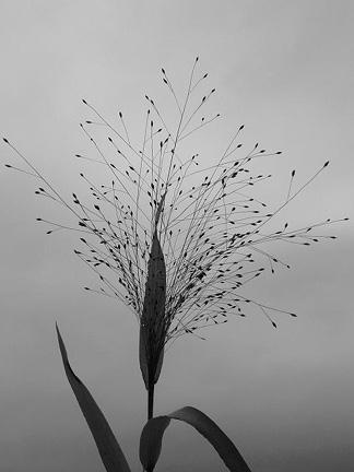 Cérna köles - Panicum capillare T 4