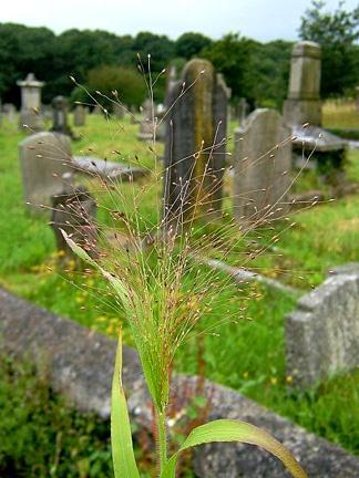 (Poaceae) http://www.