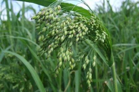 Panicum