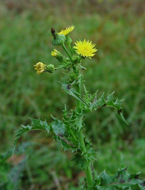 Szúrós csorbóka - Sonchus asper T 4 Család: Fészkesvirágzatúak Compositae (Asteraceae) Alsó levelei tojásdadlándzsásak, a levél válla félig szárölelő, lekerekített, tövises.