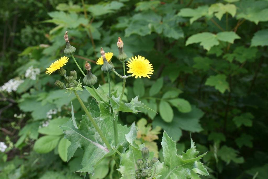 Szelíd csorbóka - Sonchus oleraceus T 4 Család: Fészkesvirágzatúak Compositae