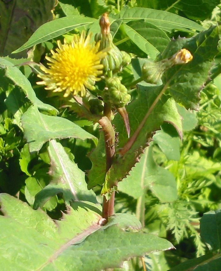 Mezei csorbóka - Sonchus arvensis G 3 Család: Fészkesvirágzatúak Compositae