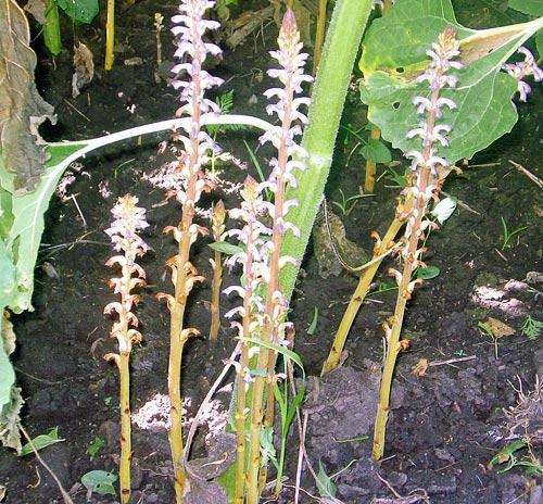 Szádor-fajok - Orobanche spp. Család: Vajvirágfélék - Orobanchaceae Talajélősködőként a gazdanövény gyökerén él.
