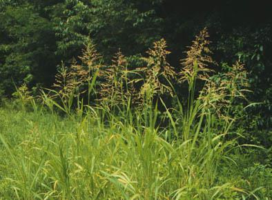 Fenyércirok - Sorghum halepense G 1 Család: Pázsitfűfélék Gramineae (Poaceae) Évelő, 60-100 (250) cm magas, vastag, tarackos növény, felálló szárakkal.