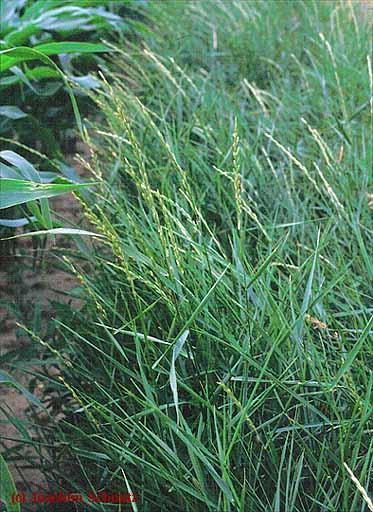 Tarackbúza - Elymus repens G 1 Család: Pázsitfűfélék Gramineae (Poaceae) Hosszú tarackos, élénkzöld növény.