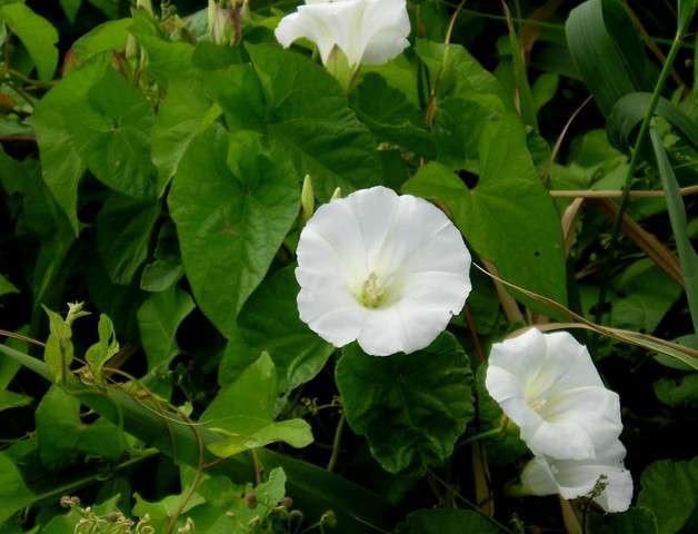 Sövényszulák - Calystegia sepium G 1 Család: Szulákfélék Convolvulaceae Szerteágazó föld alatti tarackjai többnyire vízszintesek, tele rügyekkel és lefelé hatoló