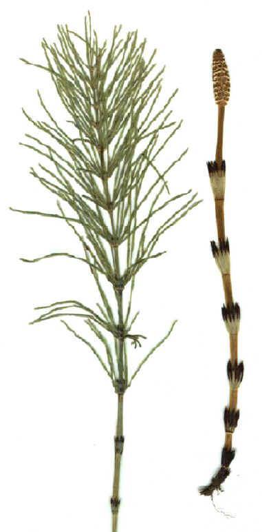 Mezei zsúrló - Equisetum arvense G 1 Család: Zsurlófélék Equisetaceae Mezei zsurló spórás szára sárgás vagy vörösesbarna, 20-30 cm magas, el nem ágazó. Kora tavasszal jelenik meg.