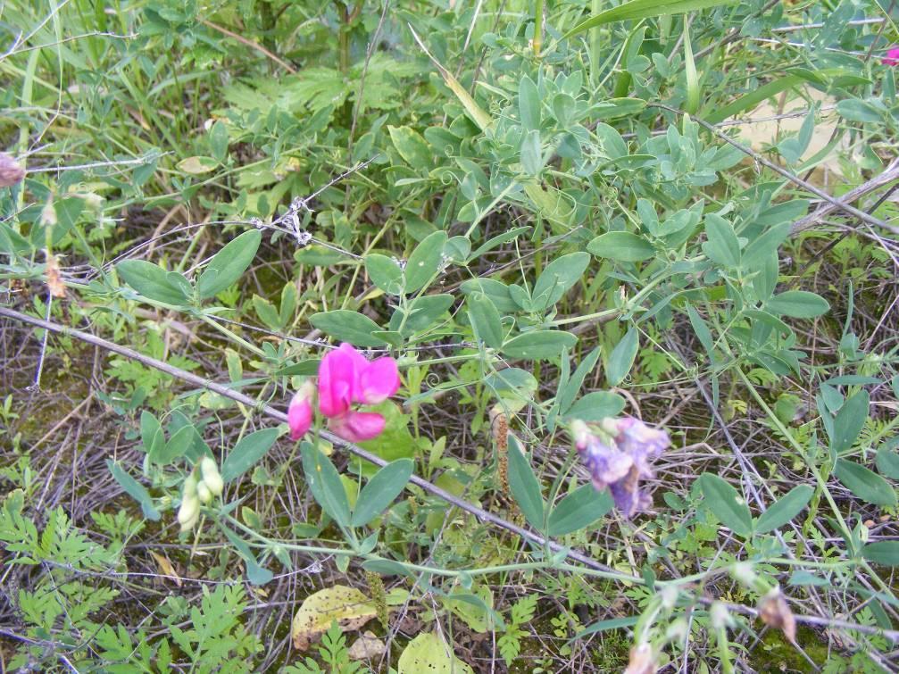 Mogyorós lednek - Lathyrus tuberosus G 1 Család: Pillangósvirágúak Fabaceae Mogyorós lednek