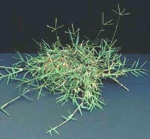 Csillagpázsit - Cynodon dactylon G 1 Család: Pázsitfűfélék Gramineae (Poaceae) Kemény, drótszerű tarackjai és föld feletti, kúszó szárai vannak.