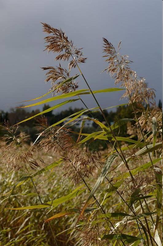 partokon, szántóföldeken. http://www.agroatlas.