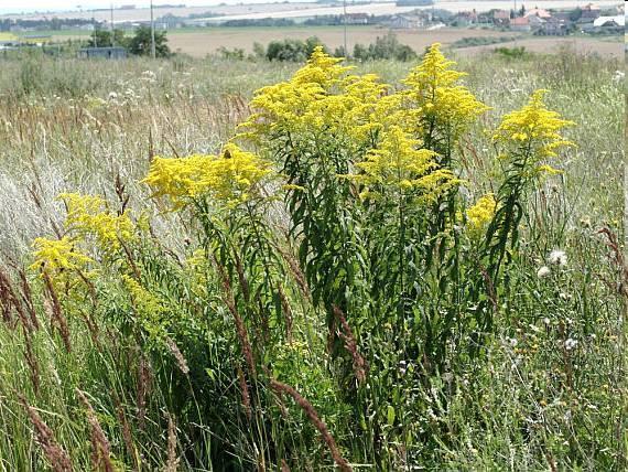 Magas aranyvessző Solidago gigantea G 1 Család: Fészkesvirágzatúak Compositae (Asteraceae) Észak-Amerikából dísznövényként került hazánkba, mára az egyik legveszélyesebb inváziós