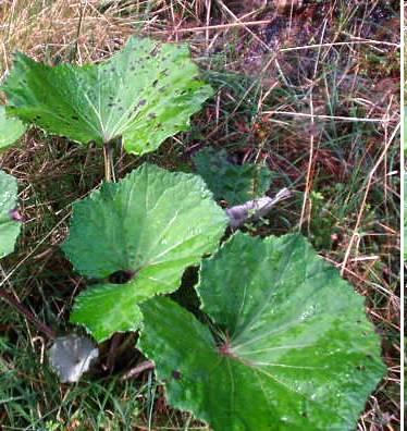 http://www.plant-identification.co.