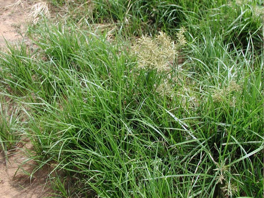 Mandulapalka Cyperus esculentus G 1 Család: Sásfélék Cyperaceae A Cyperus esculentus L.