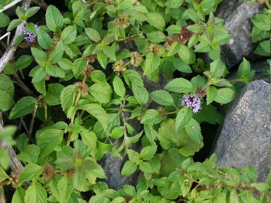Mezei menta - Mentha arvensis G 2 Család: Ajakosak Labiatae (Lamiaceae) Mezei menta, ló-, vagy tarló menta (Mentha arvensis). Ajakosok (Lamiaceae). 10-40 cm. Szára gyakran lecsepült.