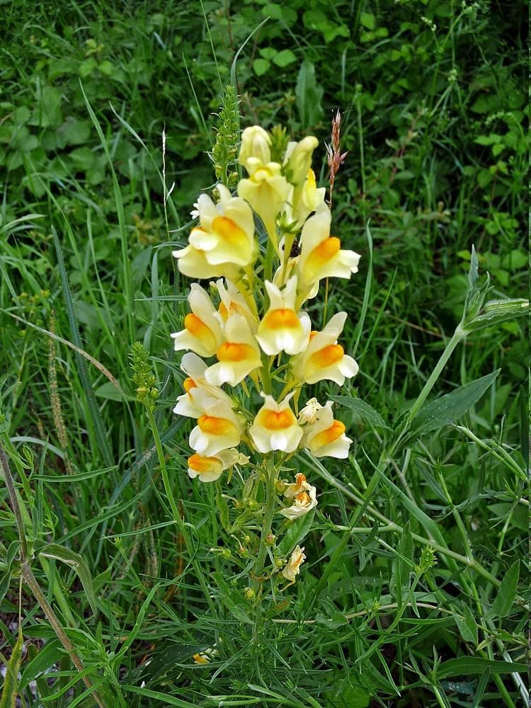 Közönséges gyújtoványfű Linaria vulgaris G 3 Család: Tátogatófélék - Scrophulariaceae 20-70 cm magas, gyökértarackos évelő. A szár alsó felében kopasz.