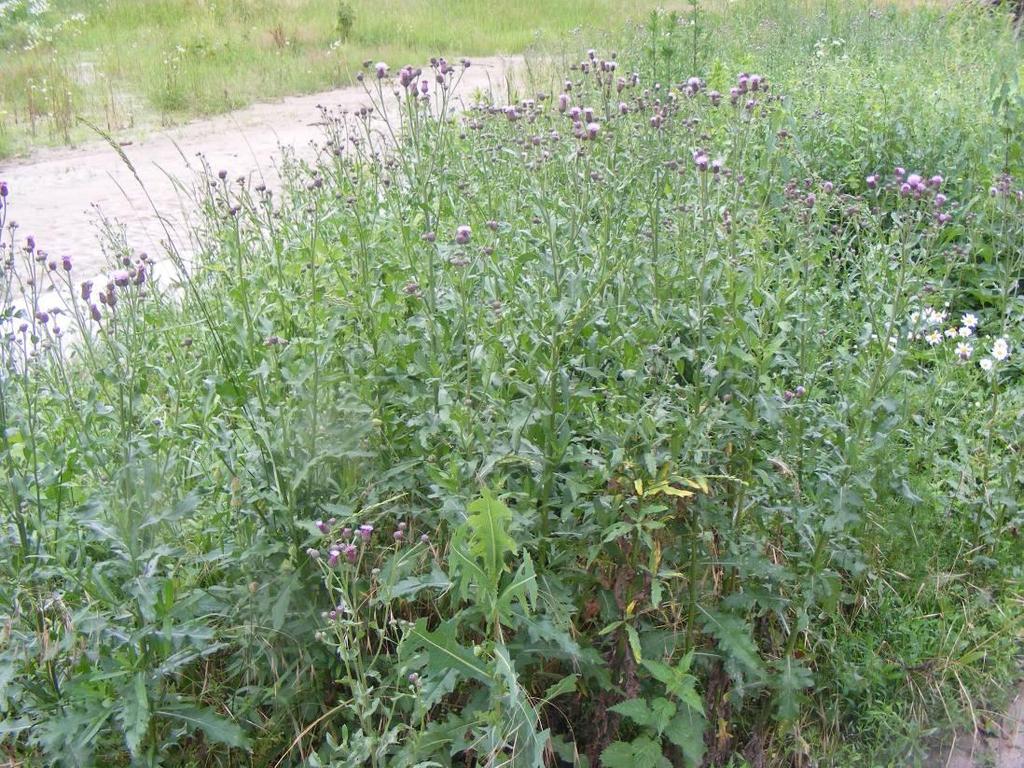 Mezei aszat - Cirsium arvense G 3 Család: Fészkesvirágzatúak Compositae (Asteraceae) Évelő növény a földben szerteágazó hosszú, szaporítógyökerekkel.