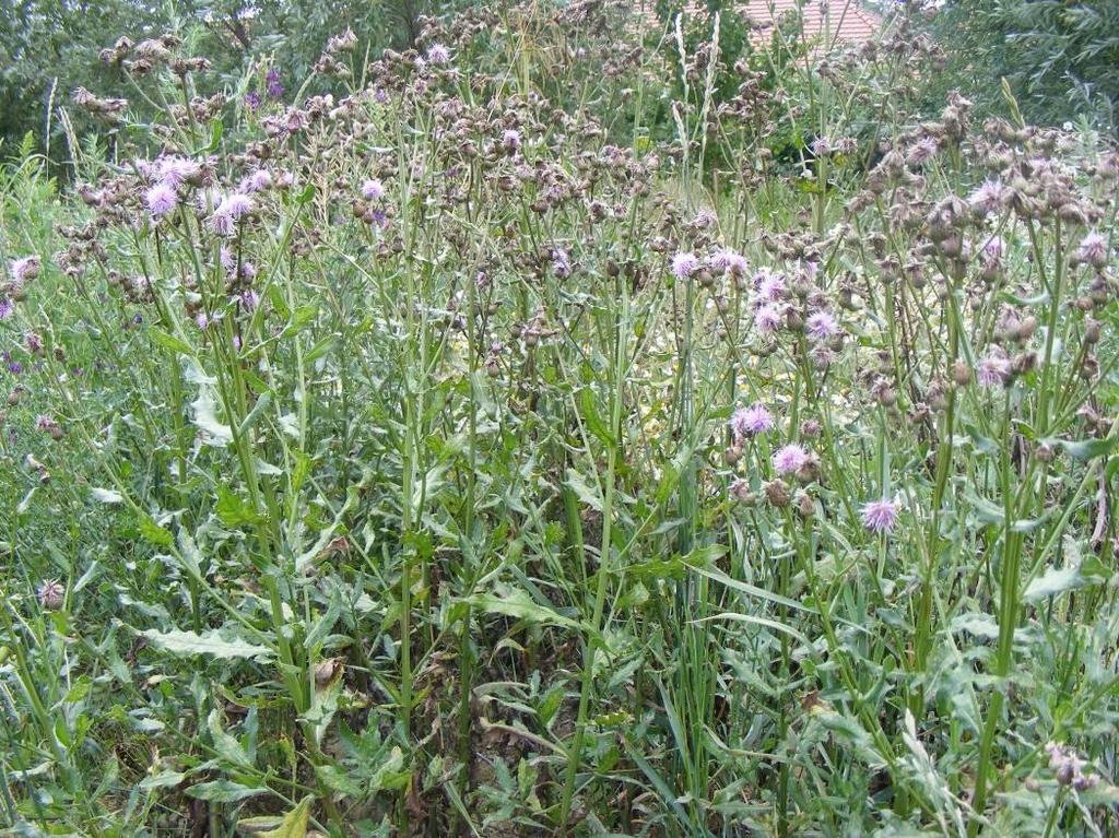 Kalászosokban, kukoricában, cukorrépában, borsóban,