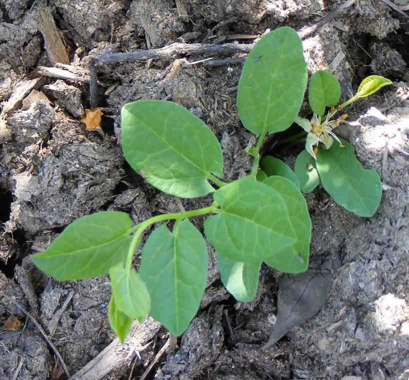 Apró v. folyondár szulák - Convolvulus arvensis G 3 Család: Szulákfélék Convolvulaceae Elterjedése: az egész világon, és egyike a legártalmasabb gyomoknak.