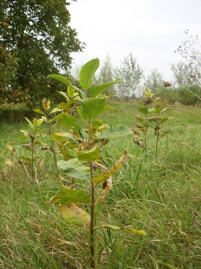 Selyemkóró - Asclepias syriaca G 3 Család: Selyemkórófélék - Asclepiadaceae Elterjedése: Észak-Amerikából került át Európába.