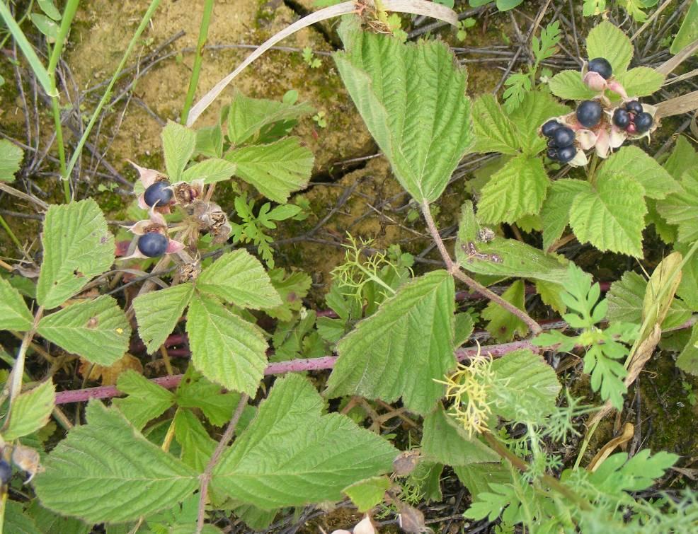 Hamvas szeder - Rubus caesius H 3, G 3 Család: Rózsafélék Rosaceae Hamvas szeder vastag, fásodott tőkéjű vagy szaporítógyökeres, hosszú indás növény.