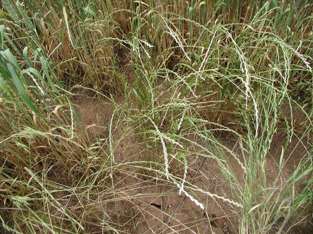 Angol perje Lolium perenne H 1 Család: Pázsitfűfélék Gramineae (Poaceae) Elterjedési területe Európa, Ázsia, Északnyugat-Afrika, Észak- és Dél-Amerika, Új-Zéland és Ausztrália.