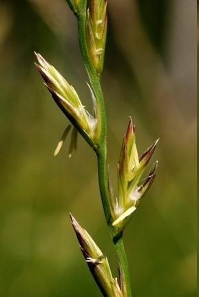 http://www.british-wild-flowers.co.uk/l-flowers/lolium%20perenne.