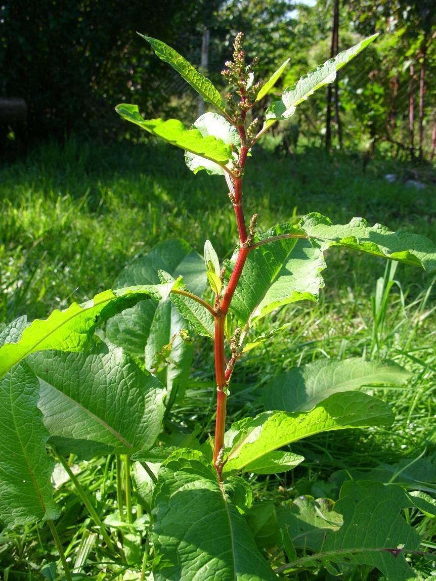 Réti lórum - Rumex obtusifolius H 3 Család: Keserűfűfélék - Polygonaceae Fotó: Nagy Viktor Magas termetű, felálló, elágazó növény.