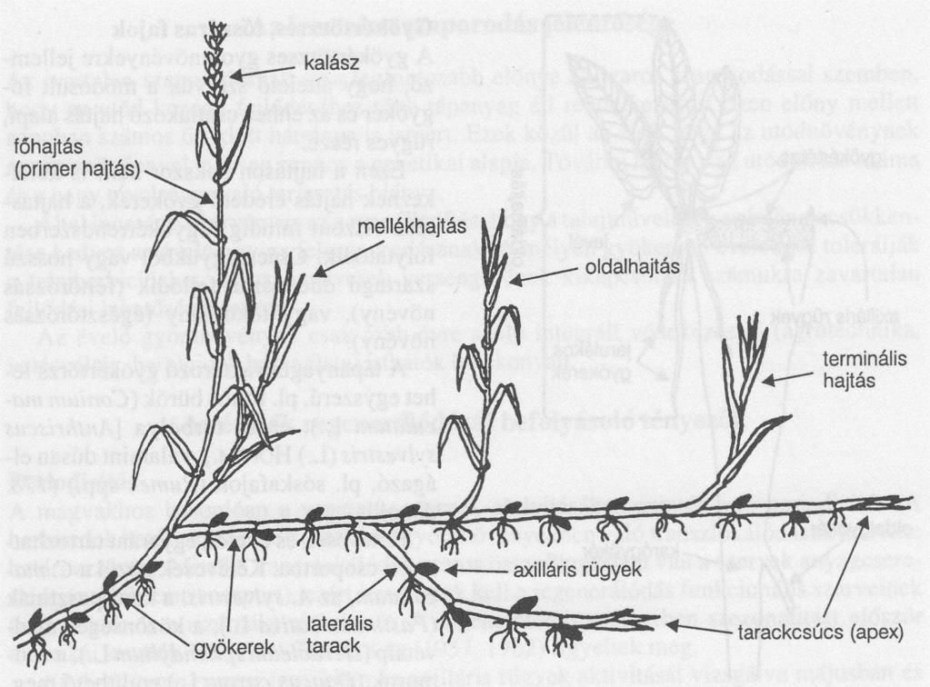 Az Elymus repens tarackja