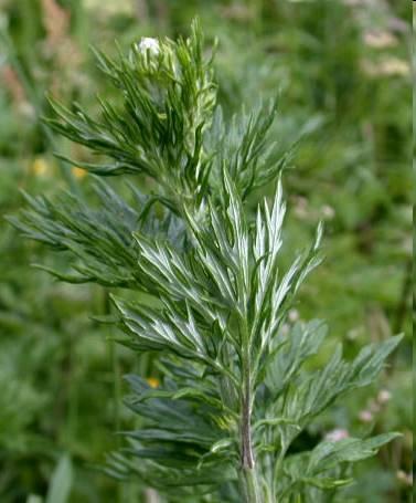 http://www.plant-identification.co.