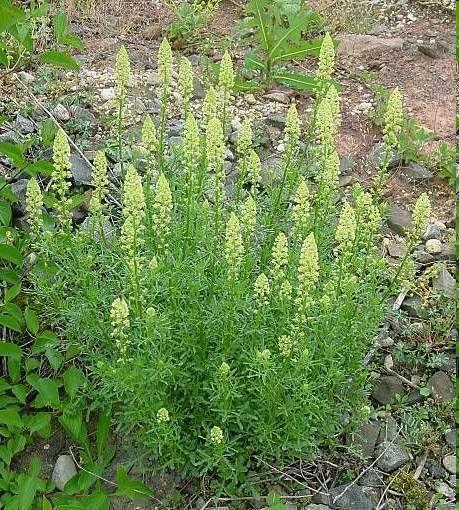Vadrezeda Reseda lutea HT Család: Rezedafélék - Resedaceae 30-60 cm magas, ágas szárú évelő. Szabálytalanul szárnyasan szeldelt levelű a levél éle hullámos. Virágai megnyúlt, hosszú fürtben nyílnak.