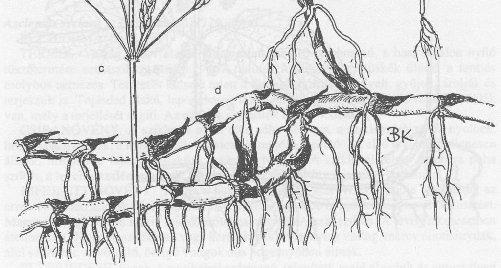 A Sorghum halepense