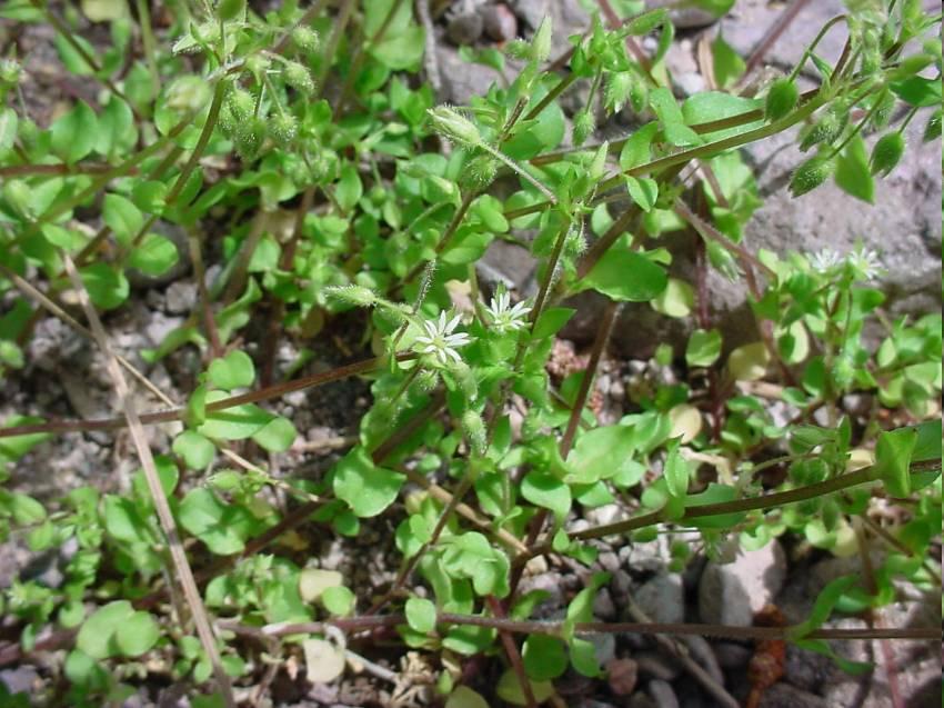 A levelek tojásdadok vagy lapockásak, röviden kihegyezettek, az alsók nyelesek, a felsők ülők, 1-2,5 cm hosszúak. http://67pics.com/view.php?