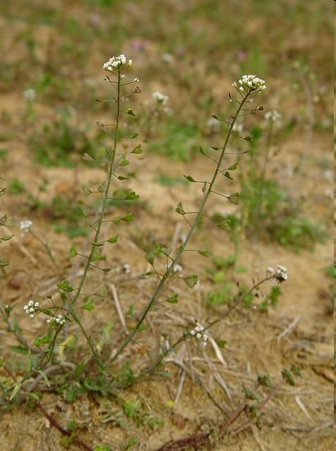 Pásztortáska- Capsella bursa-pastoris T 1 Család: Keresztesvirágúak Cruciferae (Brassicaceae) Egyéves, tőlevélrózsás, kis-közepes termetű, csillagszőrös növény.