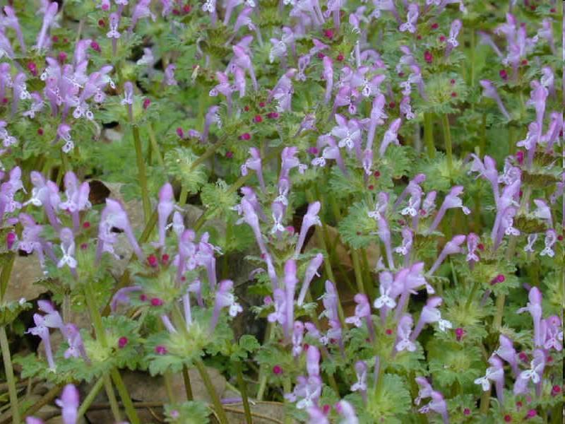 Bársonyos árvacsalán- Lamium amplexicaule T 1 Család: Ajakosak Labiatae (Lamiaceae) Szártagjai sokkal hosszabbak, mint a levél, alsó levelei szívesek, kerekdedek, tompán bevagdalt-csipkések a felsők