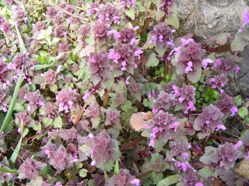 Piros árvacsalán- Lamium purpureum T 1 Család: Ajakosak Labiatae (Lamiaceae) A piros árvacsalánnak a szártagjai a csúcs felé rövidülők.