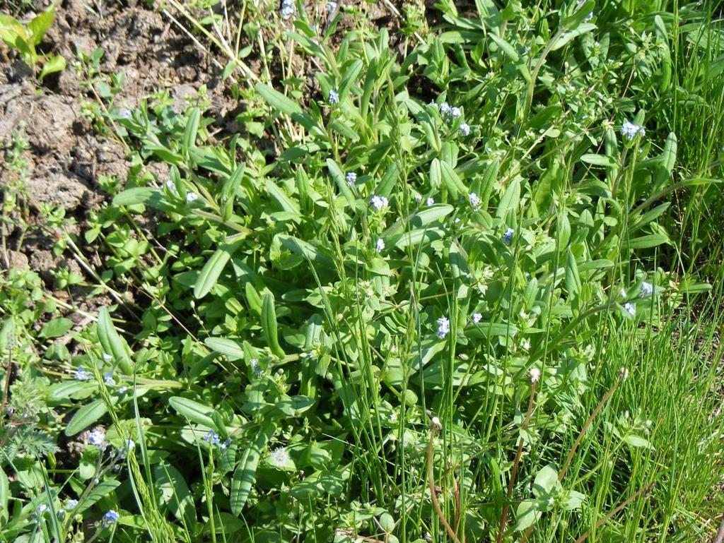 Parlagi nefelejcs Myosotis arvensis T 1 Család: Érdeslevelűek - Boraginaceae 10-40 cm magas, tövétől dúsan ágas, serteszőröktől borzas növény.