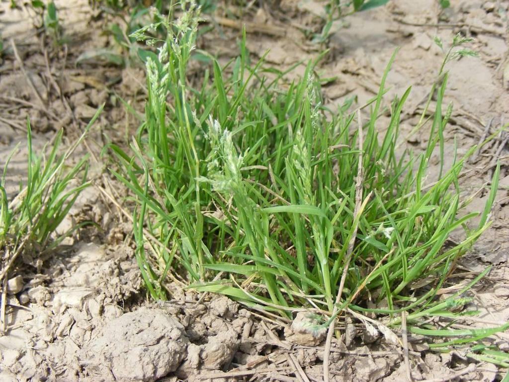 Egynyári perje - Poa annua T 1 Család: Pázsitfűfélék Gramineae (Poaceae) Az egész országban gyakori, közönséges gyomnövény. Lazabokros fű.