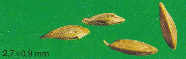 Termése toklászos szem 2-3 mm hosszú, lándzsás.