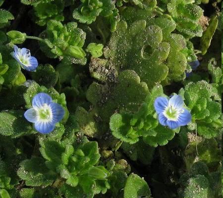 Borostyánlevelű veronika - Veronica hederifolia T 1 Család: Tátogatófélék - Scrophulariaceae Alacsony termetű, 5-30 cm-es nagyságú, gyéren szőrös, heverő, gazdagon elágazó szárú növény.