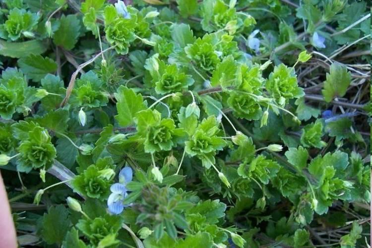 Perzsa veronika - Veronica persica T 1 Család: Tátogatófélék Scrophulariaceae Alacsony termetű, a tövétől ágas, földre fekvő vagy felemelkedő, 10-40 cm magas növény.