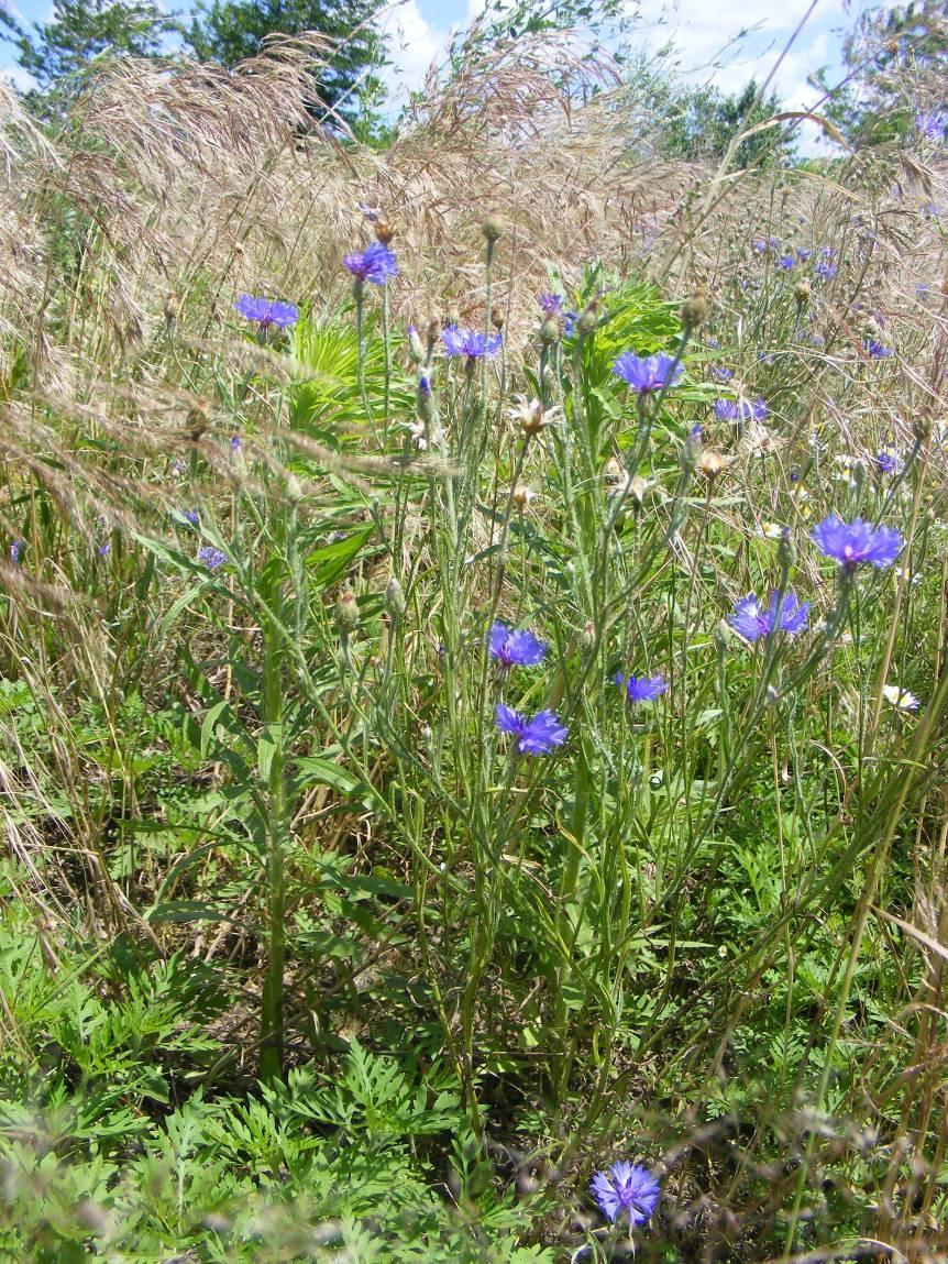 Kék búzavirág - Centaurea cyanus T 2 Család: Fészkesvirágzatúak Compositae (Asteraceae) Elterjedése: Délkelet-Európa, ma már majdnem az egész földön