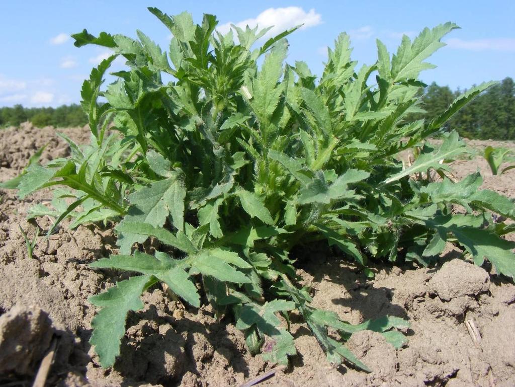 Pipacs - Papaver rhoeas T 2 Család: Mákfélék Papaveraceae Elterjedése: Európában, Észak-Afrikában, Észak-Amerikában,