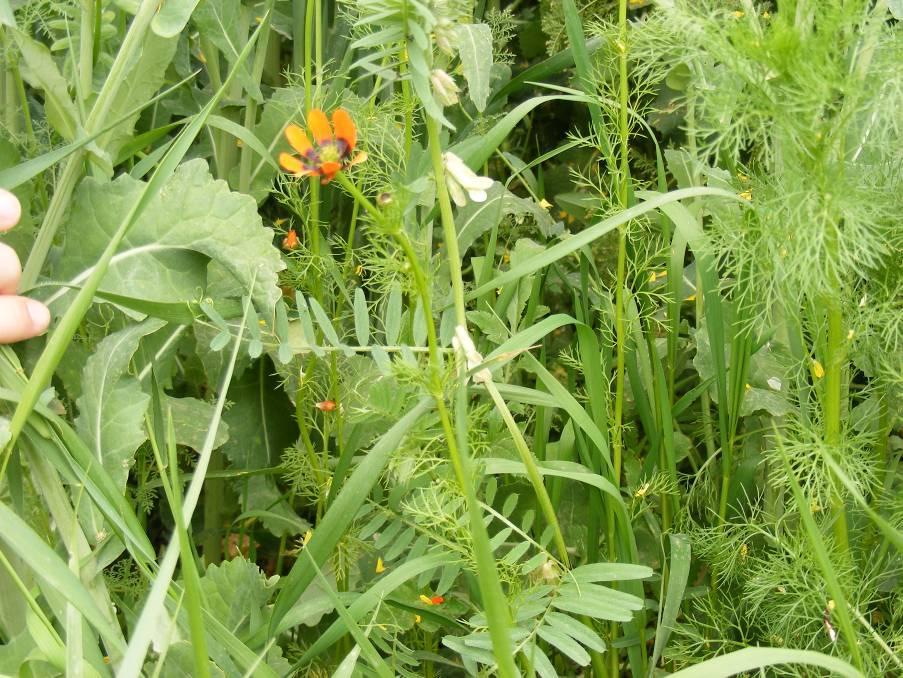 Nyári, v. vetési hérics - Adonis aestivalis T 2 Család: Boglárkafélék - Ranunculaceae Egész országban megtalálható, kivétel a Ny-Dunántúl és a Nyírség. Mészkedvelő. Agyagos és vályogtalajokon él.