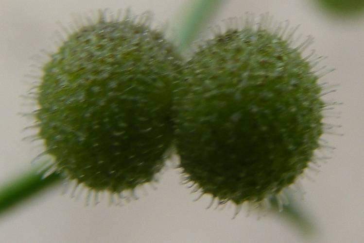 A virágból 2 db gömbös résztermésre hasadó termés (schysocarpium) fejlődik.
