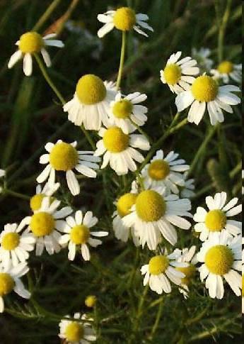 http://www.metafro.be/prelude/view_plant?pi=08485 Kamilla v.
