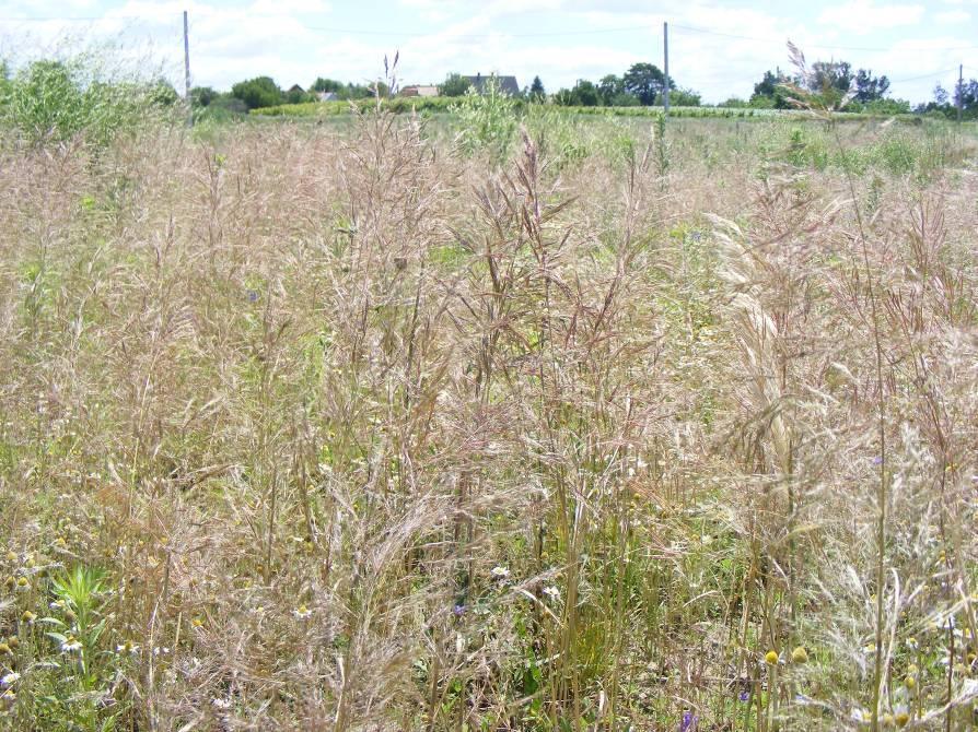 Nagy széltippan- Apera spica-venti T 2 Család: Pázsitfűfélék Gramineae (Poaceae) Elterjedése: Európában. Kb. 1 m magasra megnövő szálfű. Gyökérzete bojtos gyökérzet.