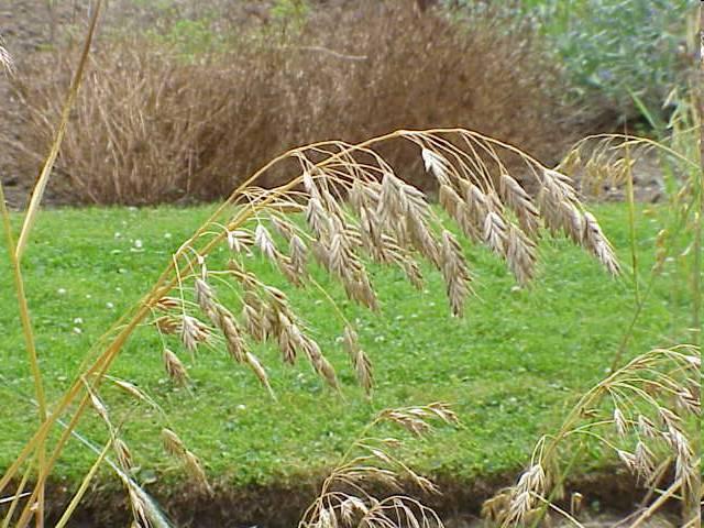 Bromus secalinus http://fr.