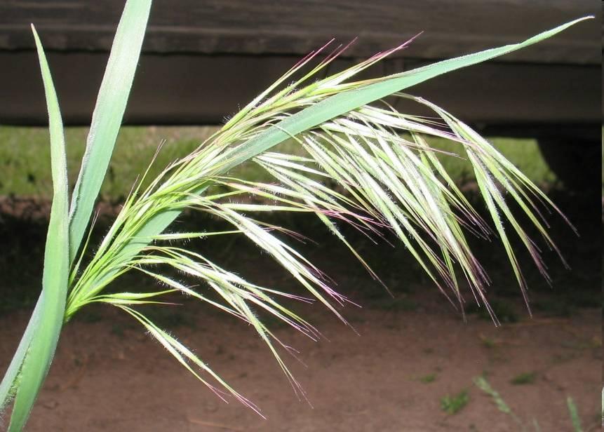 Bromus tectorum http://www.co.stevens.wa.